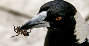 magpie