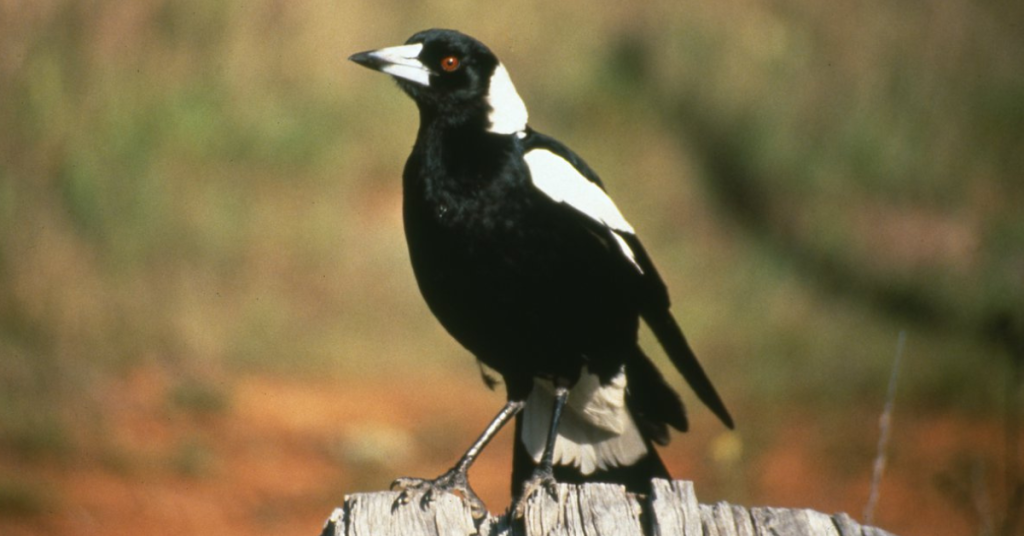 magpie