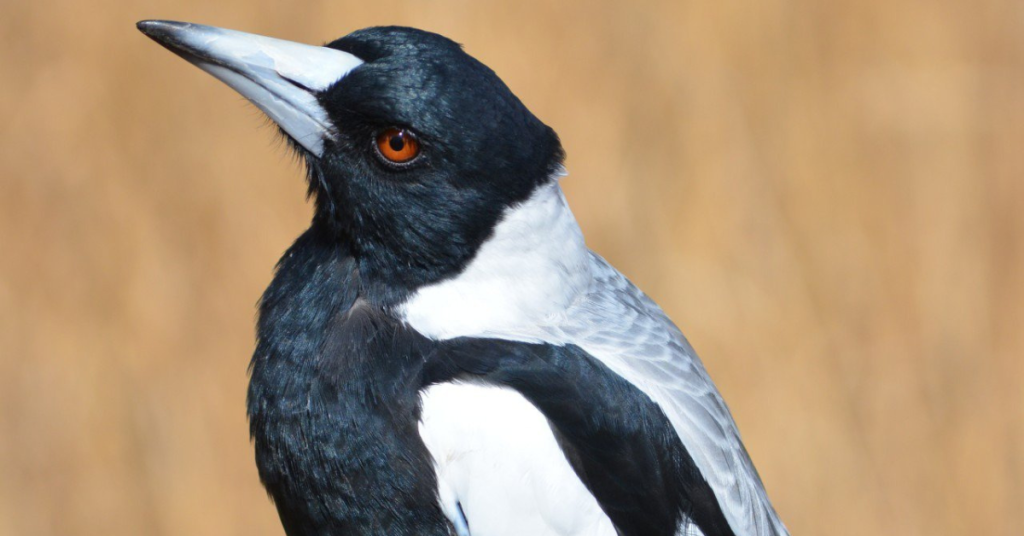 magpie