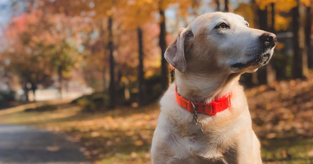 Labradors