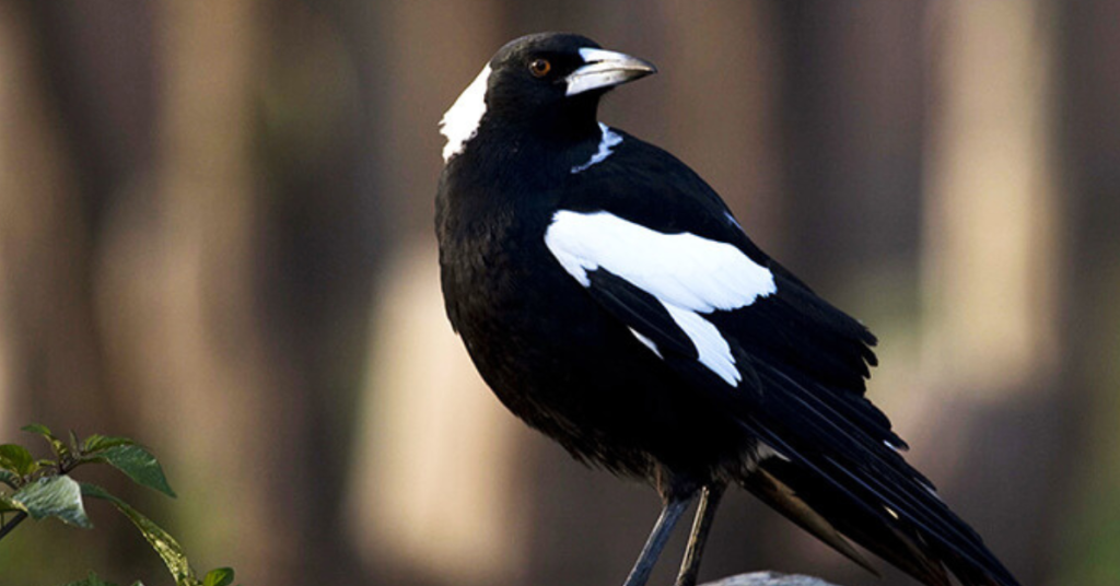 magpie