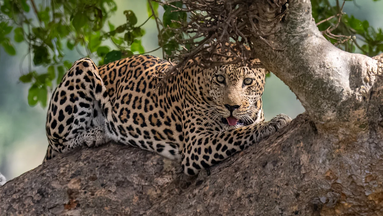 Forest Lake photographer